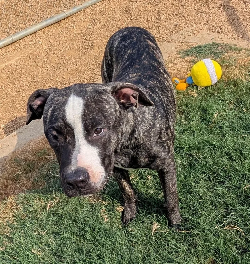 A baby large-sized male Plott Hound dog named Jason A for adoption in Plano, TX