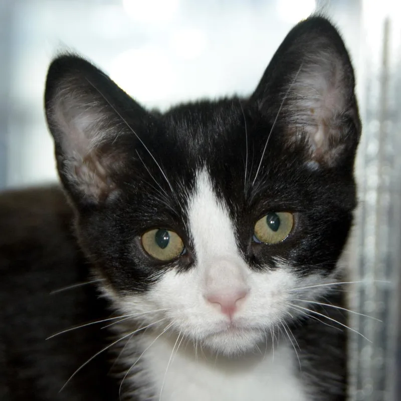 A baby small-sized male Black Domestic Short Hair cat named Jeremiah for adoption in Los Angeles, CA