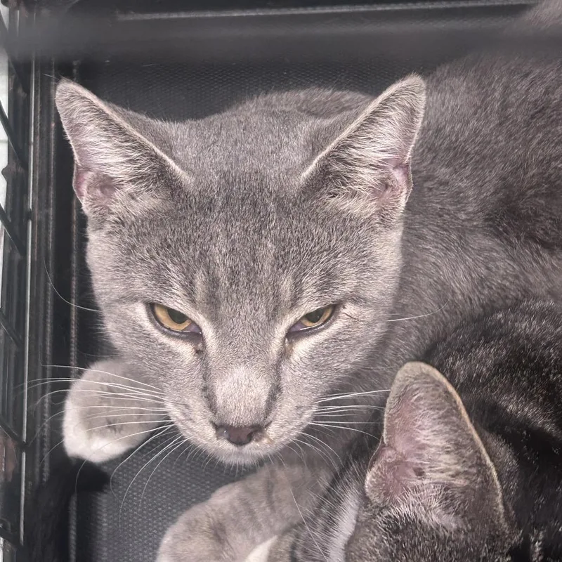 An adult medium-sized male Gray / Blue / Silver Domestic Short Hair cat named Fitzgerald for adoption in Philadelphia, PA