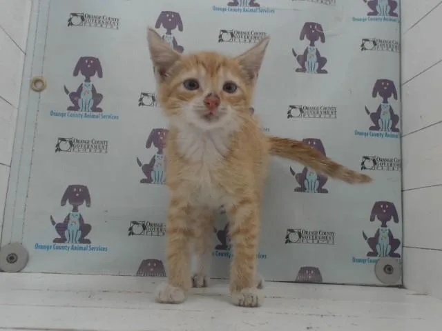 A baby small-sized male Domestic Short Hair cat named Phattius for adoption in Orlando, FL