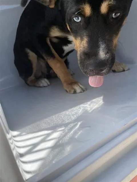 A young large-sized male Australian Kelpie dog named A for adoption in Houston, TX