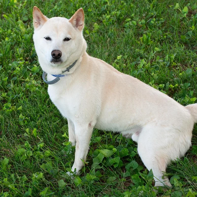 An adult medium-sized male Shiba Inu dog named Loki for adoption in Troy, OH