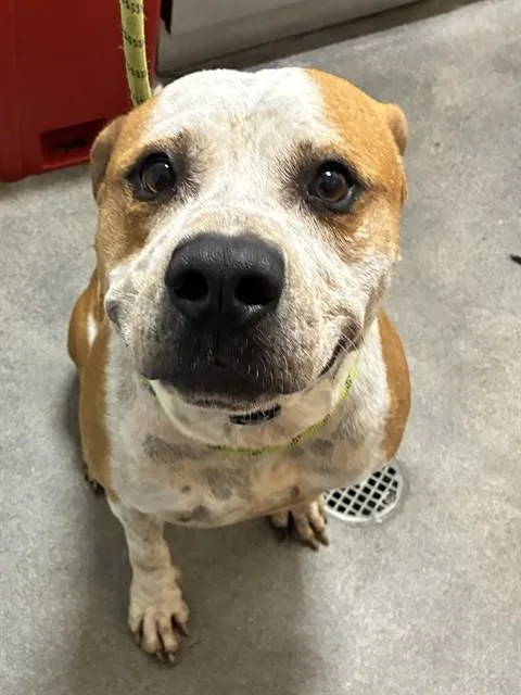 An adult large-sized male Pit Bull Terrier dog named King for adoption in Upper Marlboro, MD