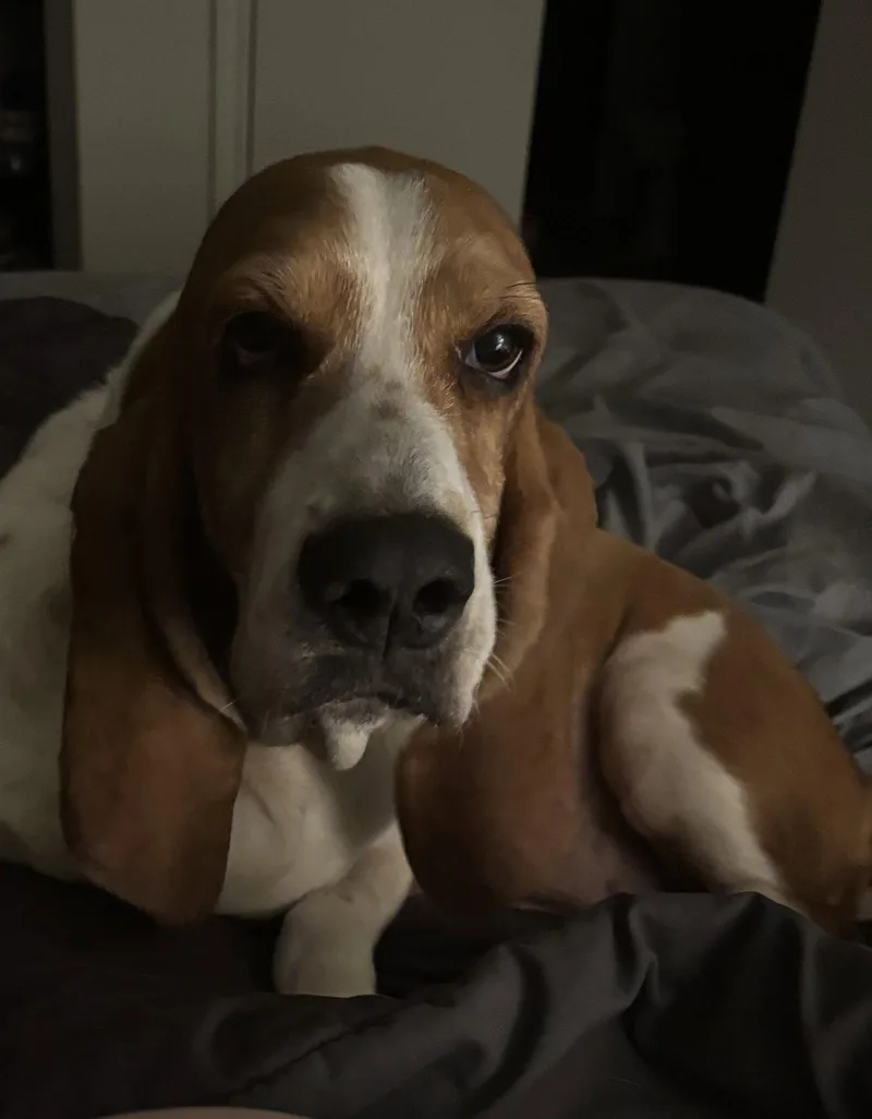 An adult large-sized female Basset Hound dog named Dakota for adoption in Grapevine, TX