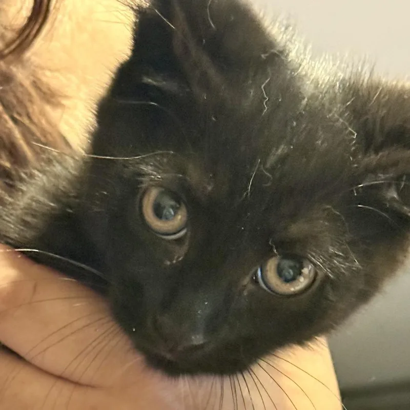 A baby small-sized female Black Domestic Short Hair cat named Groundskeeper Willie for adoption in Middle Village, NY