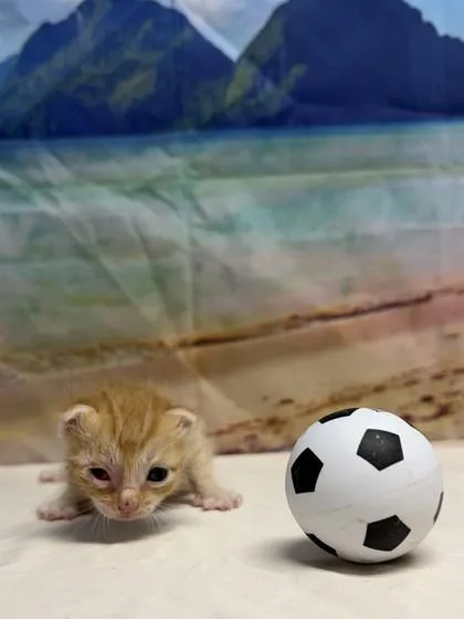 A baby small-sized male Domestic Short Hair cat named Mars for adoption in San Antonio, TX