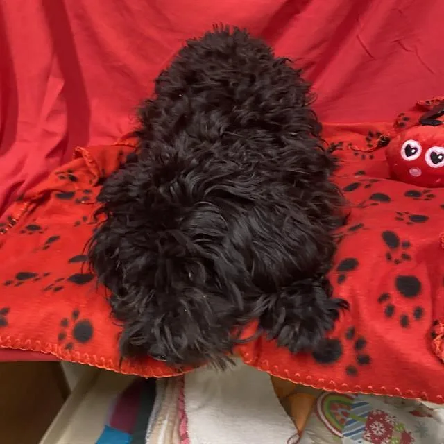 A young medium-sized female Poodle dog named A for adoption in Modesto, CA