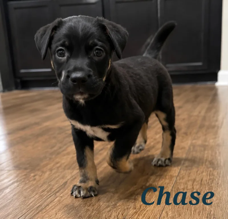 Chase