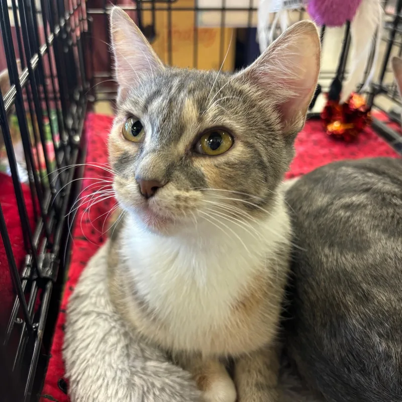 A young medium-sized female Torbie Domestic Short Hair cat named Missy for adoption in Richmond, VA
