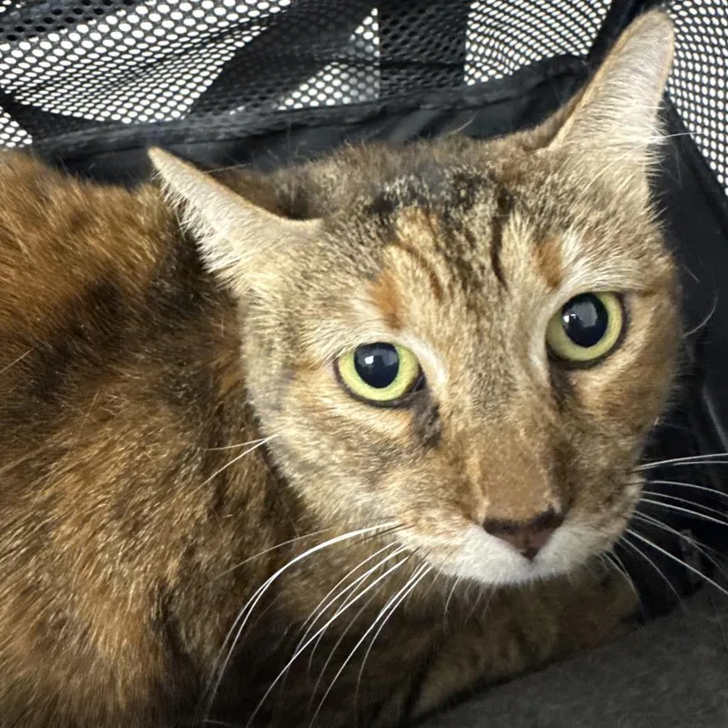 An adult large-sized female Buff / Tan / Fawn Domestic Short Hair cat named Eevee for adoption in Henderson, NV
