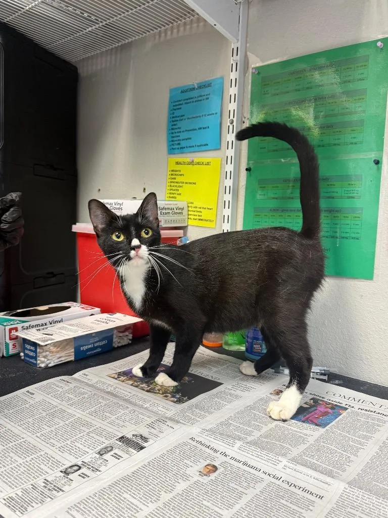 A young medium-sized female Domestic Short Hair cat named Charleigh for adoption in Sorrento, LA