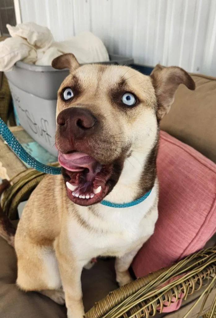 A young medium-sized male Shepherd dog named Rocky for adoption in Cambridge, MD