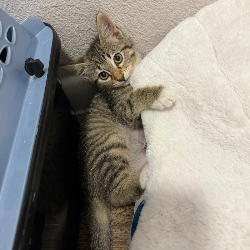 A baby medium-sized female Gray / Blue / Silver Domestic Short Hair cat named Marceline for adoption in Dallas, TX