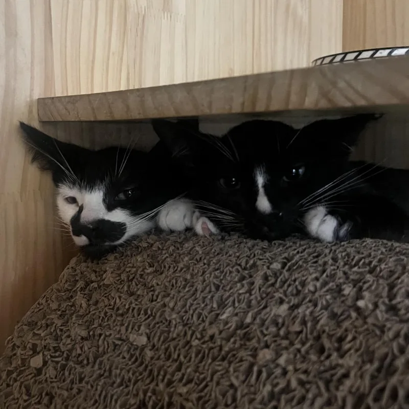 A baby small-sized male Black Domestic Short Hair cat named Count Chocula for adoption in Yucca Valley, CA