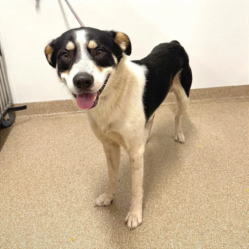 An adult medium-sized male Black Mixed Breed dog named Wizard for adoption in League City, TX