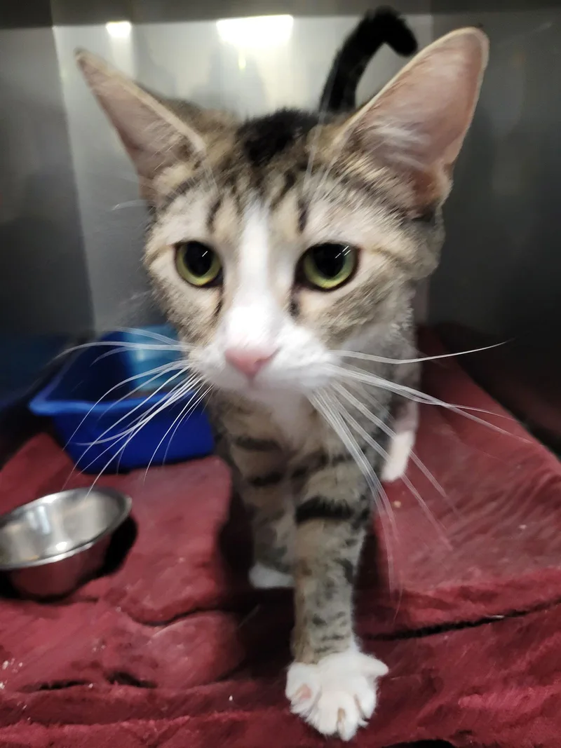 Tundra Special Needs