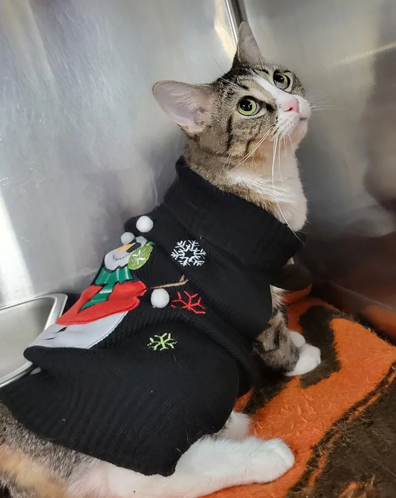 Tundra Special Needs thumbnail 2