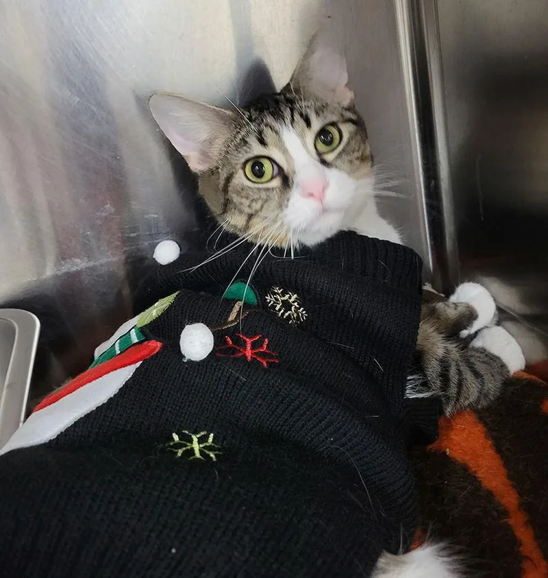 Tundra Special Needs thumbnail 3