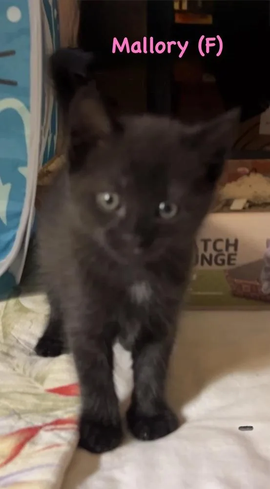A baby small-sized female Black Domestic Short Hair cat named Mallory for adoption in Telford, PA