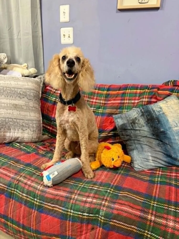 A senior medium-sized male White / Cream Poodle dog named Tango for adoption in Dutton, VA