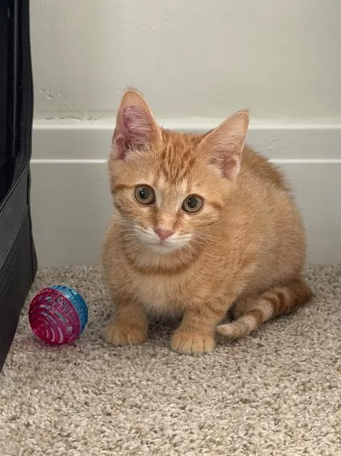 A baby medium-sized male Domestic Short Hair cat named Traffic Cone for adoption in Cincinnati, OH