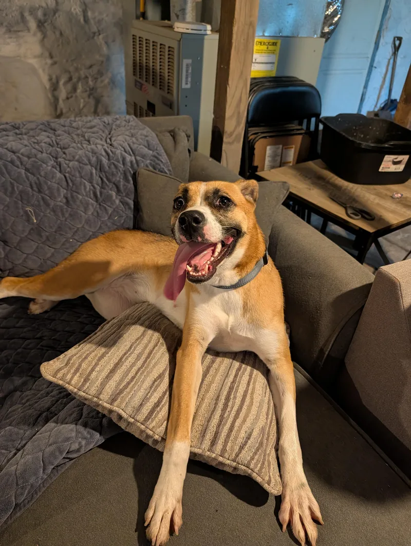 An adult medium-sized female Yellow / Tan / Blond / Fawn Boxer dog named Evie for adoption in Johnstown, PA