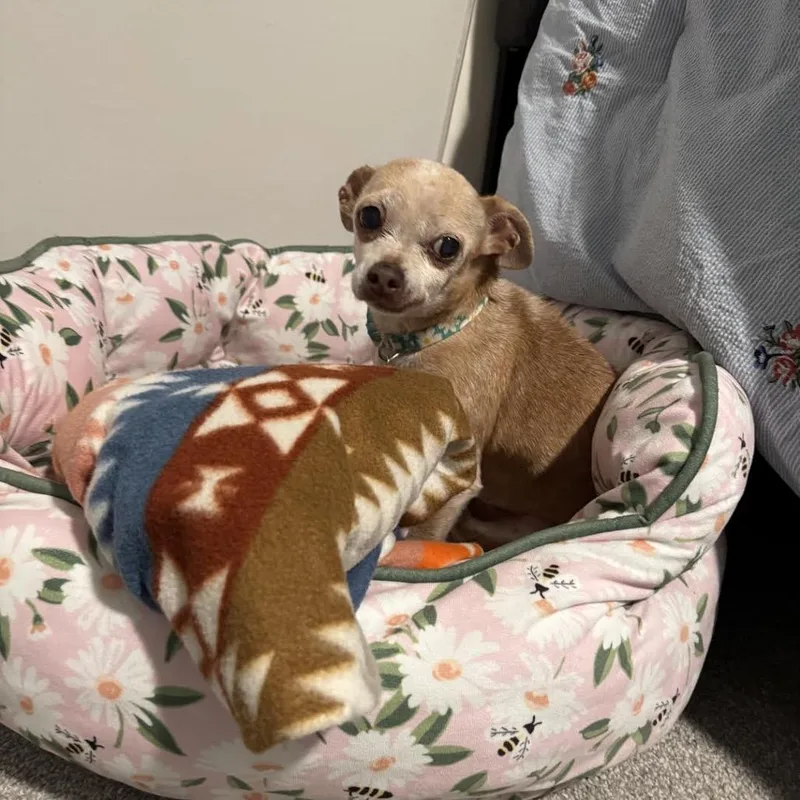 A senior small-sized female Yellow / Tan / Blond / Fawn Chihuahua dog named Honey for adoption in Northbrook, IL