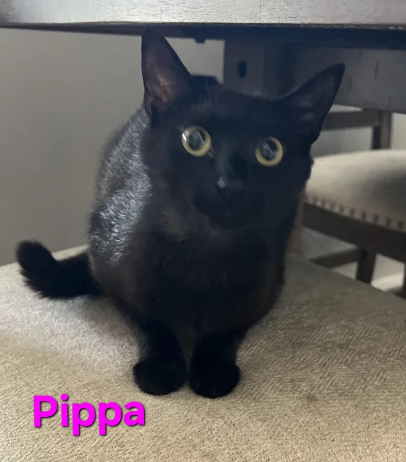 Pippa thumbnail 2