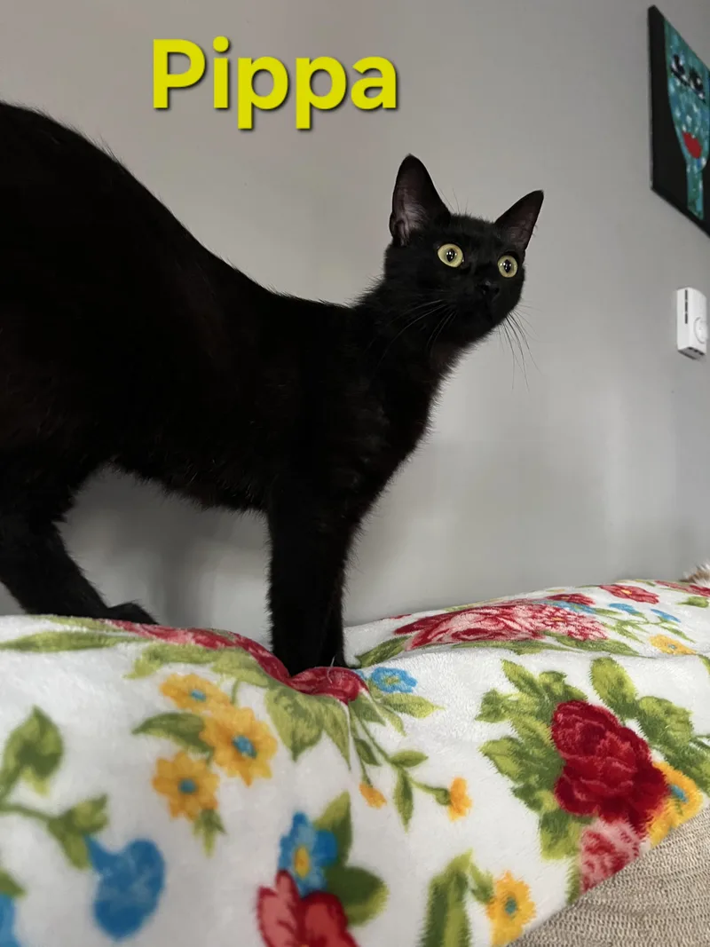 Pippa thumbnail 3