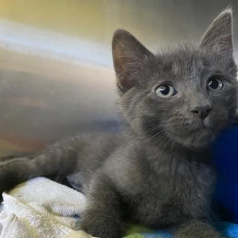 A baby small-sized female Gray / Blue / Silver Domestic Short Hair cat named Eloise for adoption in Dayton, OH