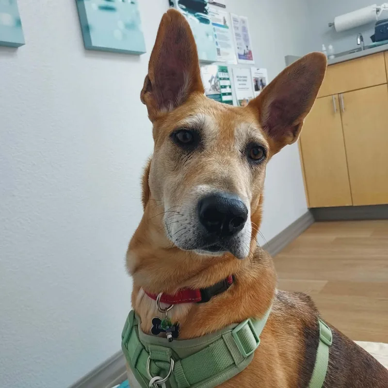 An adult large-sized female German Shepherd Dog dog named Rhea for adoption in Mooresville, NC