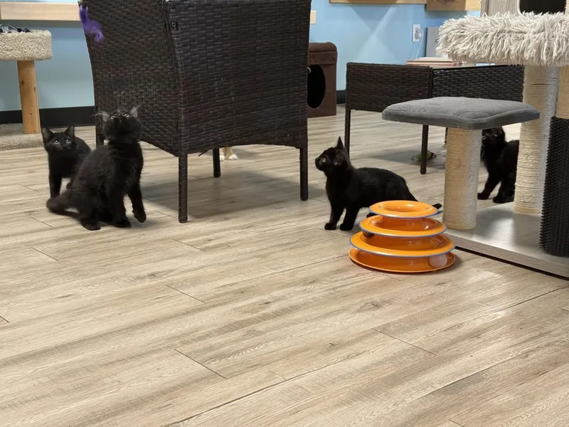 A baby small-sized male Black Domestic Medium Hair cat named Henry Flea for adoption in Chandler, AZ