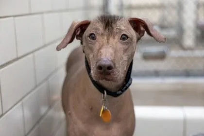 An adult large-sized male Xoloitzcuintli / Mexican Hairless dog named Benito for adoption in Golden Valley, MN