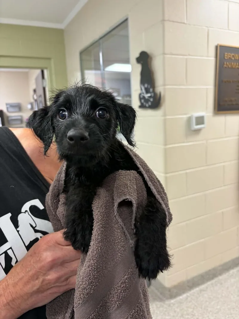 A baby medium-sized male Black Foxhound dog named Walker for adoption in Georgetown, OH