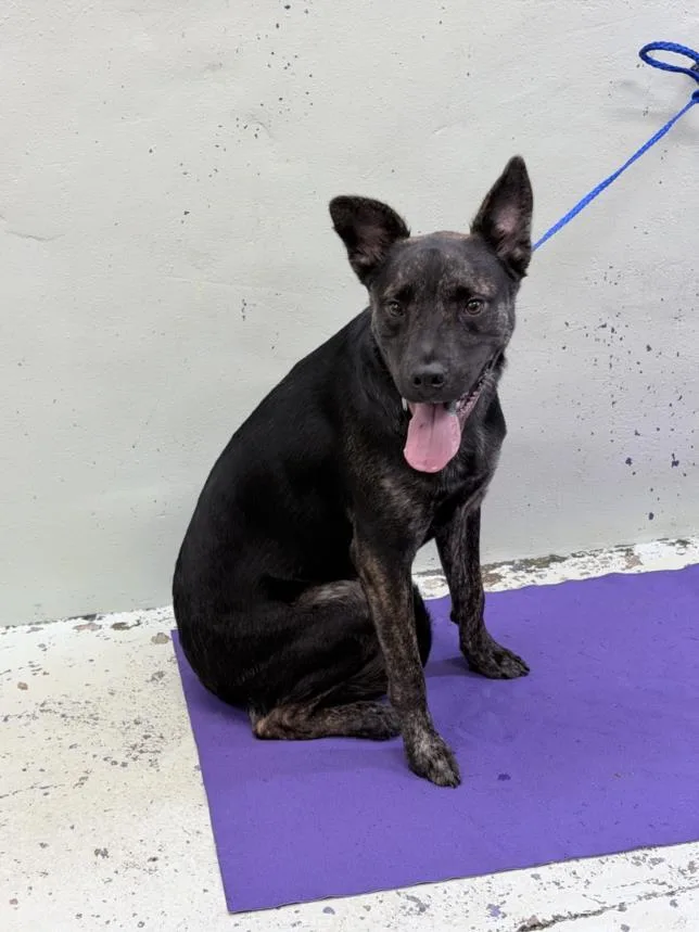 A young small-sized male Labrador Retriever dog named Noah for adoption in Houston, TX