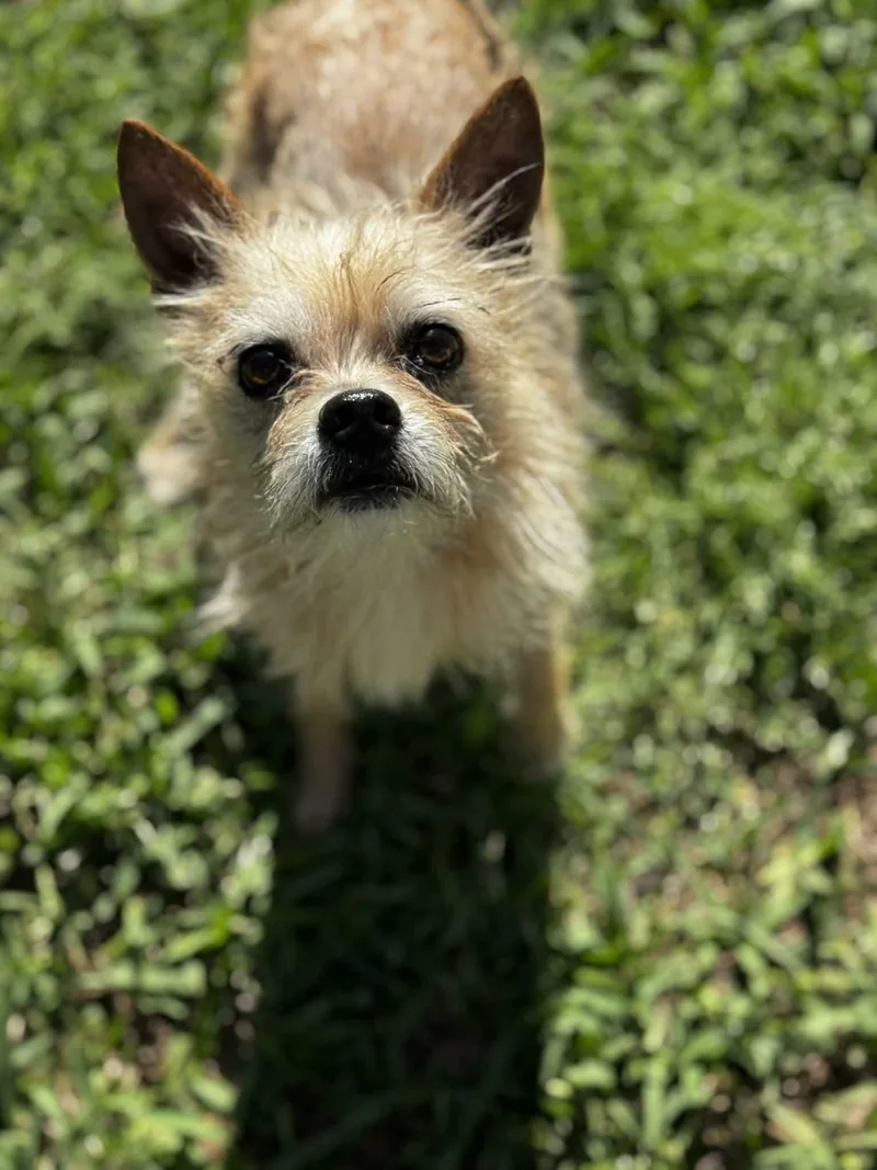 An adult small-sized male Apricot / Beige Wirehaired Terrier dog named Coop for adoption in Ocean Springs, MS