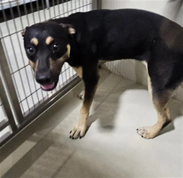 A young large-sized male Pit Bull Terrier dog named Hulk for adoption in Bakersfield, CA