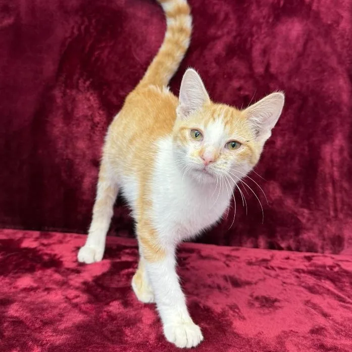 A baby small-sized male Orange / Red Domestic Short Hair cat named Scott for adoption in Benld, IL