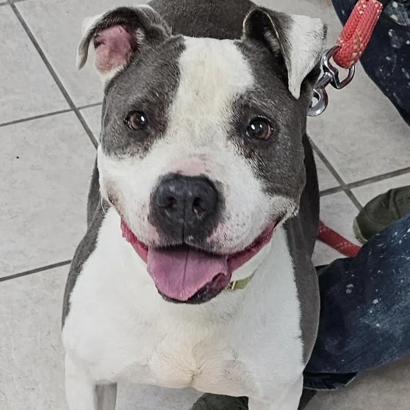 Dumpling thumbnail 2