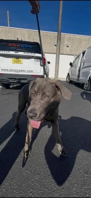 A young large-sized male Labrador Retriever dog named Jake for adoption in Miami, FL
