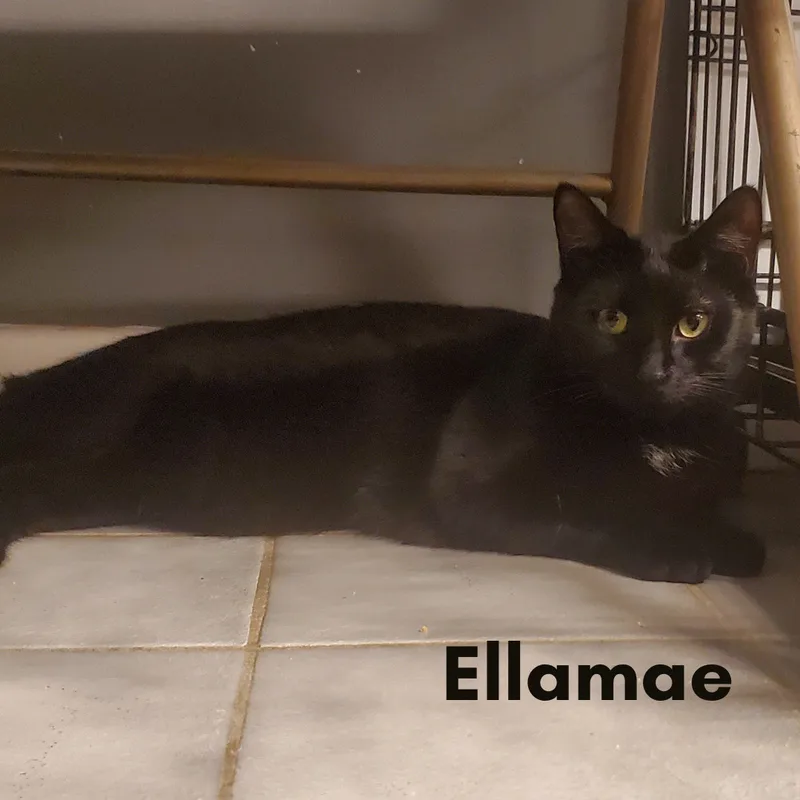 Ellamae