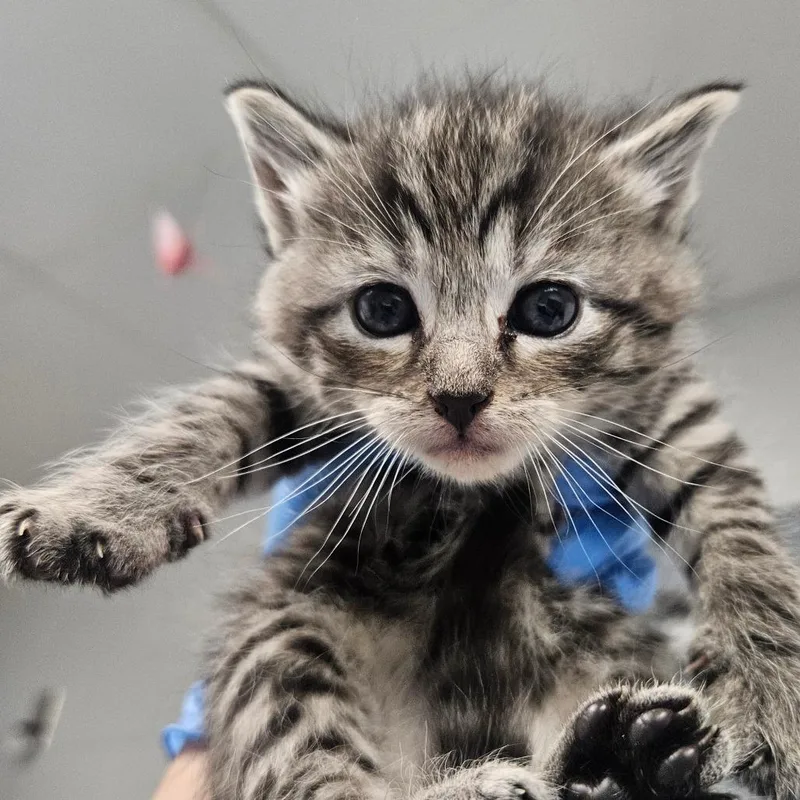 A baby small-sized male Domestic Short Hair cat named Ferret for adoption in Greenville, SC