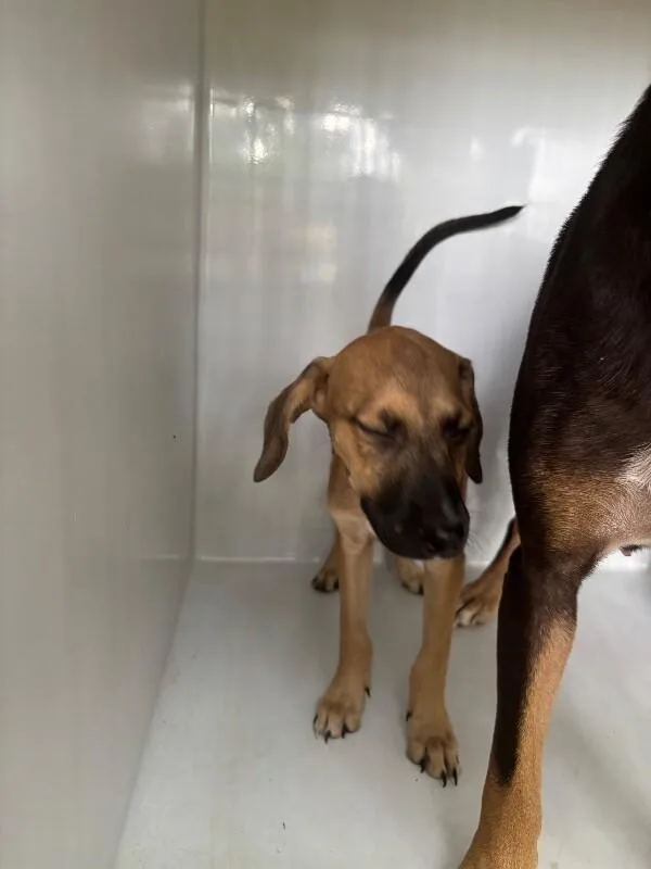 A young medium-sized female Brown / Chocolate Black Mouth Cur dog named Nelly for adoption in Mobile, AL
