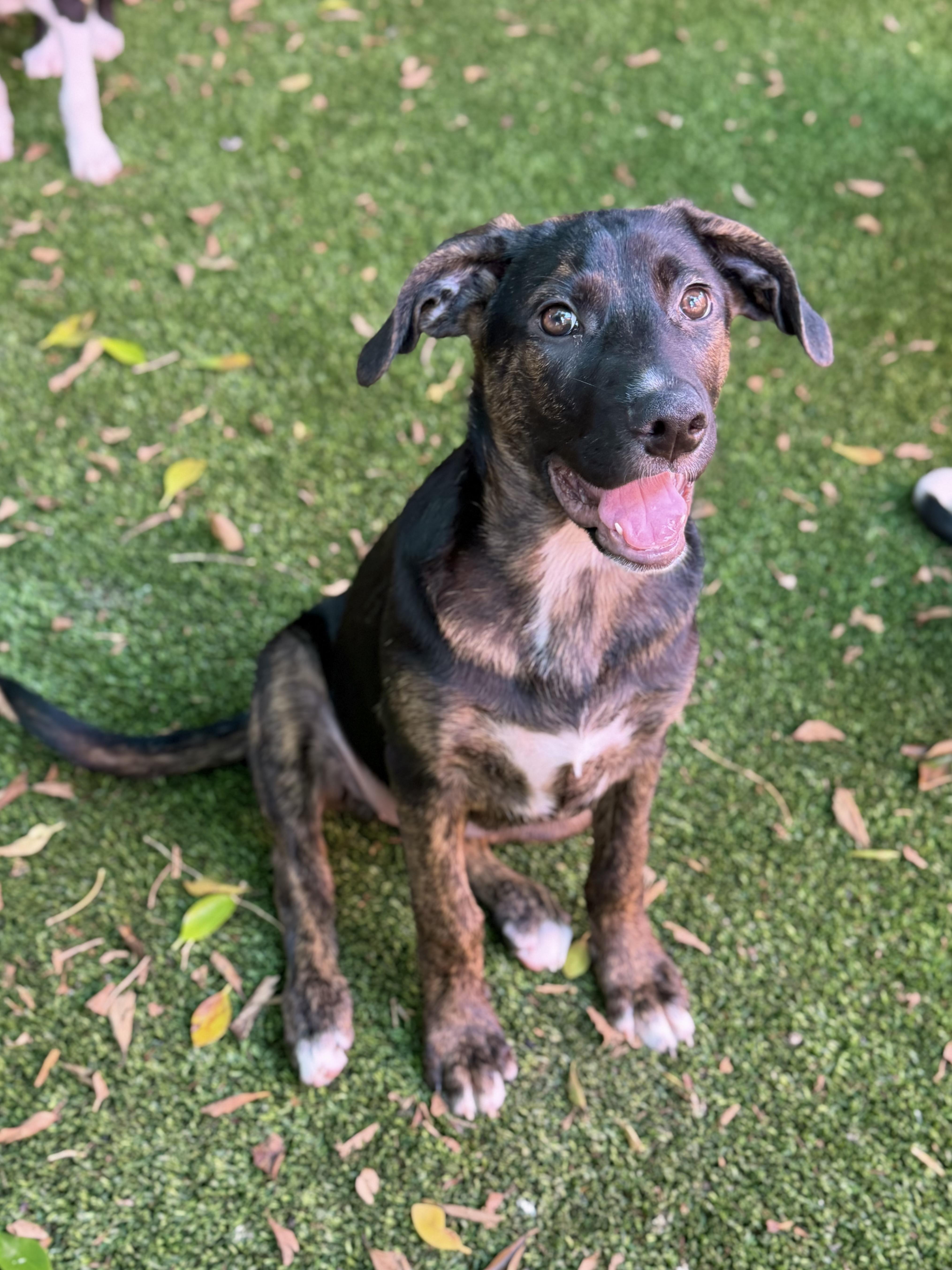 A young medium-sized female Tricolor (Brown, Black, & White) Shepherd dog named Eden for adoption in Glendale, AZ