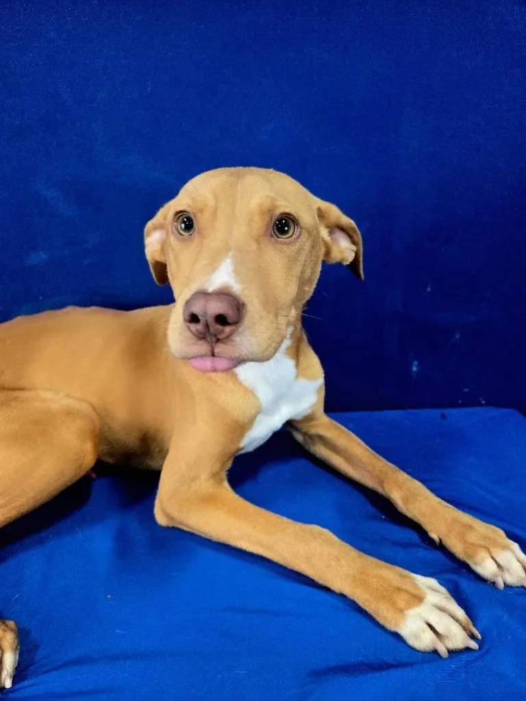 A baby medium-sized male Mixed Breed dog named Bark Simpson for adoption in Ruston, LA