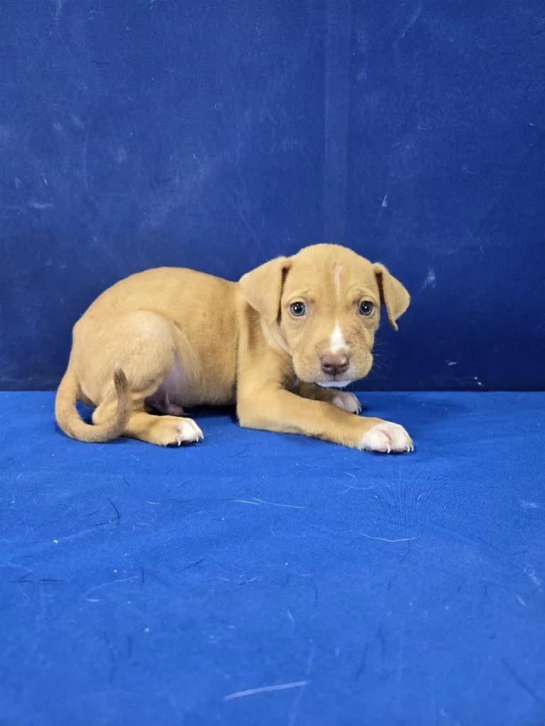 Bark Simpson thumbnail 2