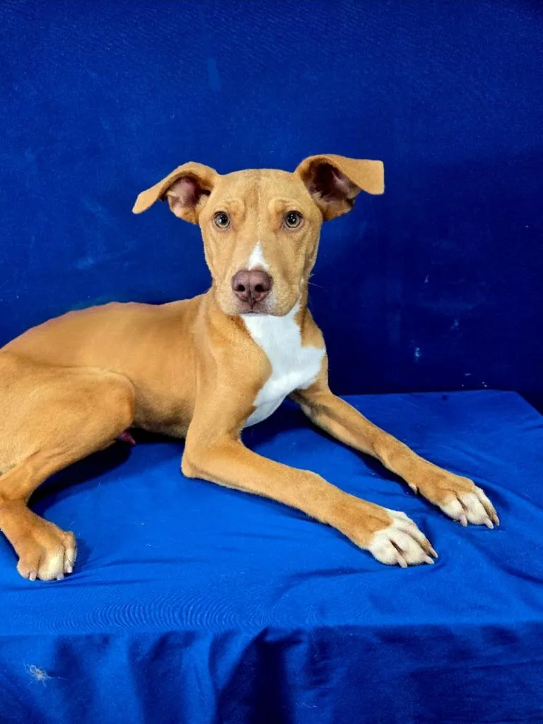 Bark Simpson thumbnail 3