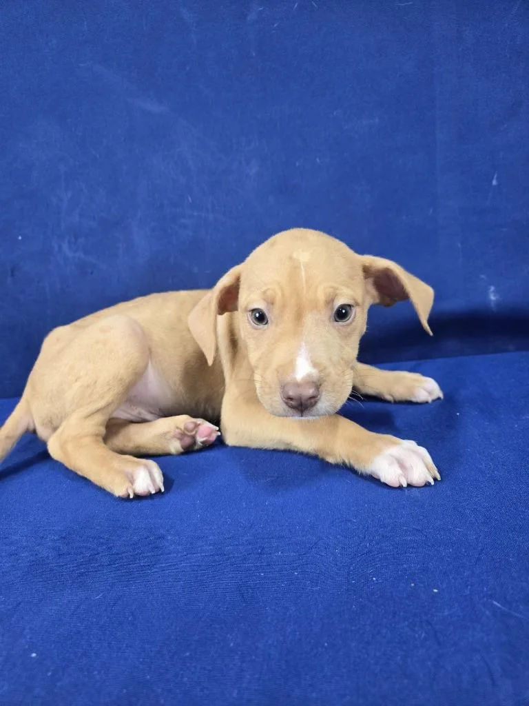 Bark Simpson thumbnail 4