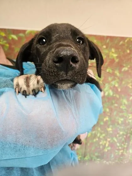 A young small-sized female Shepherd dog named Willa for adoption in San Antonio, TX