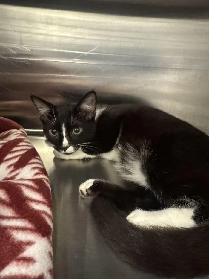 A young small-sized male Black & White / Tuxedo Domestic Short Hair cat named Capsian for adoption in Hilton Head Island, SC